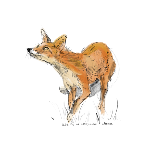 T-shirt Renard unisexe