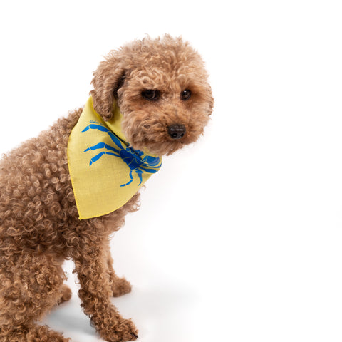 Foulard pour chien "Crabe qui pue"