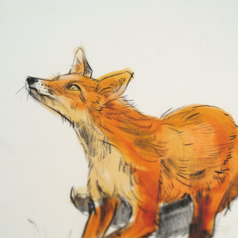 Boxy Fox